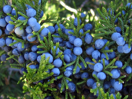 The Joy of Juniper Berries